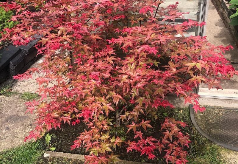 Beni- Maiko&rsquo; Japanese Maple