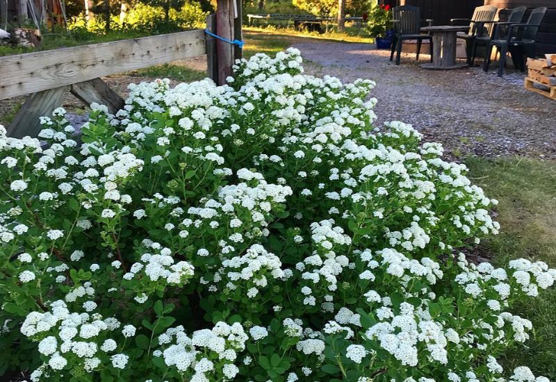 Birchleaf spirea