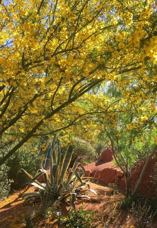 Blue Paloverde (Parkinsonia florida)
