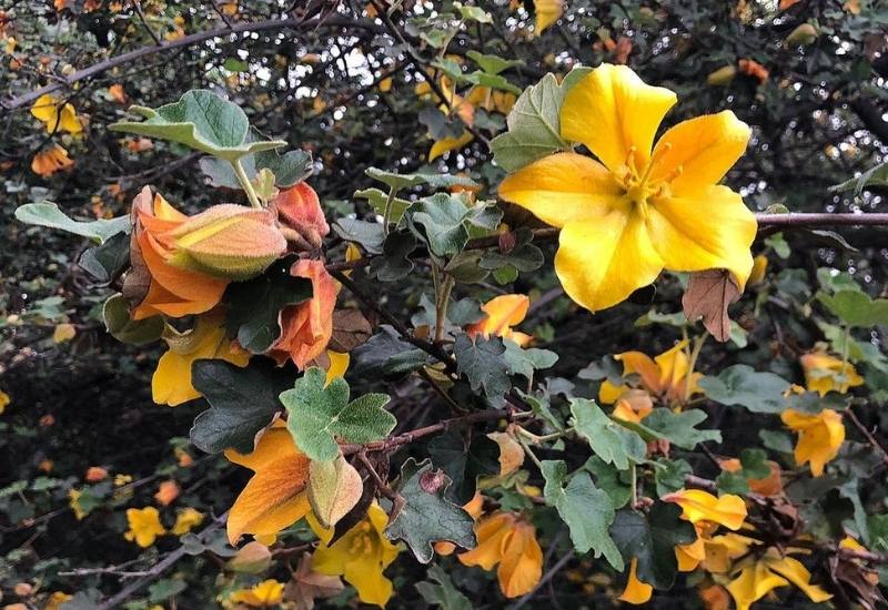 California Flannel Bush (Fremontodendron californicum)