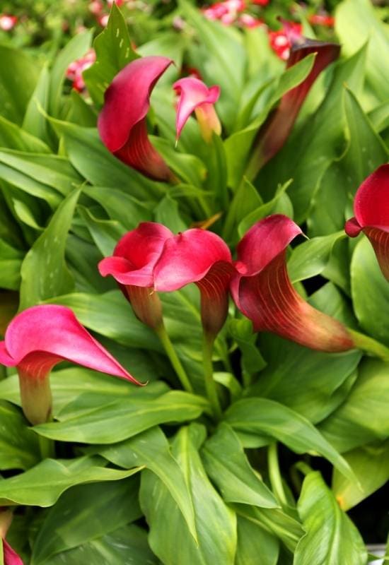 California Red Calla Lily – Zantedeschia sp.