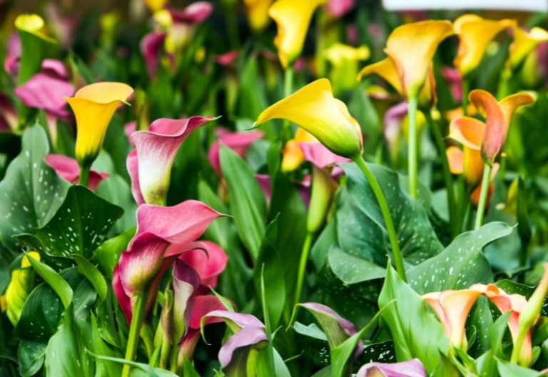 22 Magnificent Calla Lily Varieties To Add A Burst Of Summer Color In Your Garden