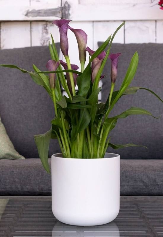 22 Magnificent Calla Lily Varieties To Add A Burst Of Summer Color In Your Garden 16 Captain Violetta® Calla Lily