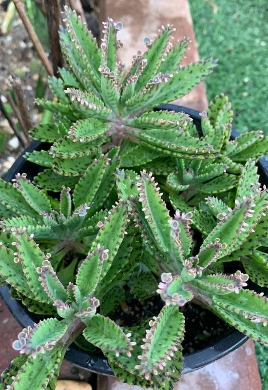 Chandelier Plant (Kalanchoe diagenesis or Kalanchoe tubiform)
