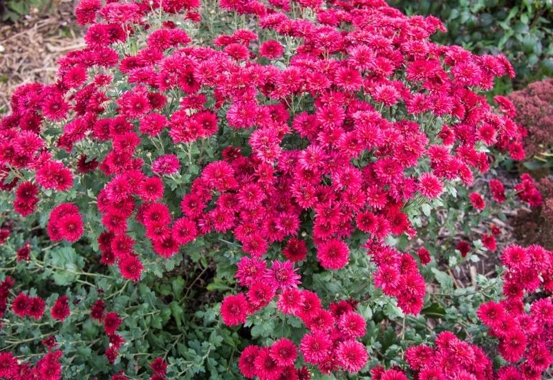 Chrysanthemum ‘Ruby Mound
