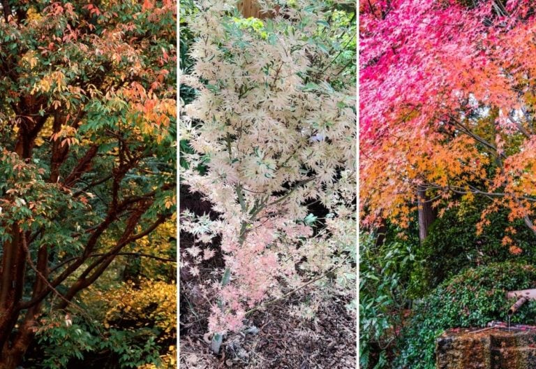 12 Colorful Types of Maple Trees And How To Identify Them