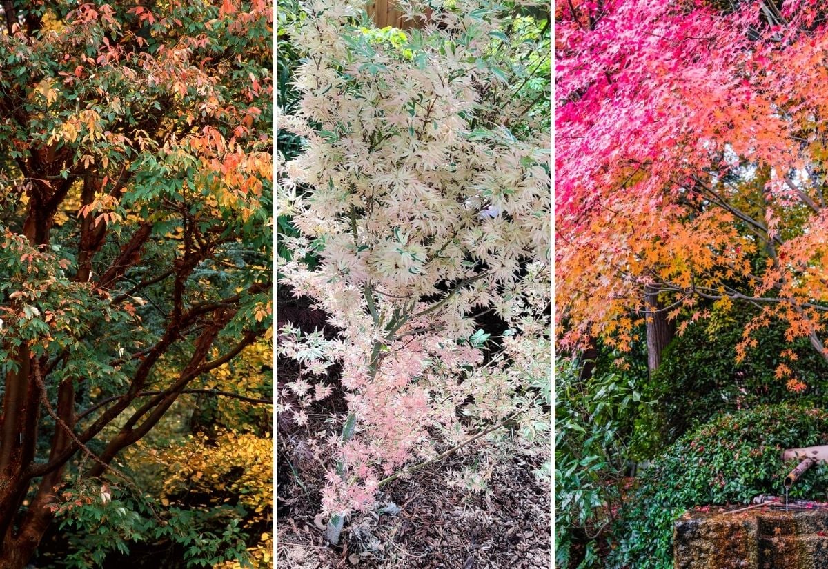Colorful Types of Maple Trees And How To Identify Them