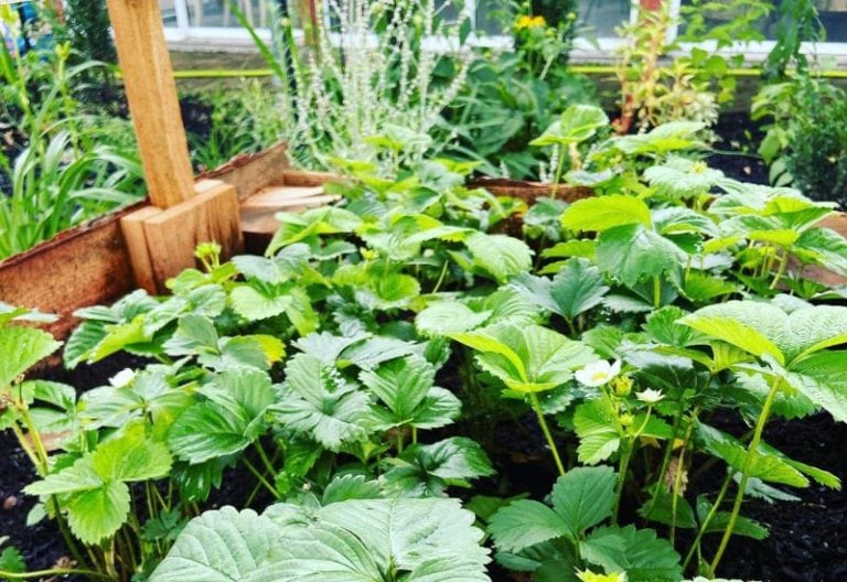 How to Grow Everbearing Strawberries For A Continuous Harvest