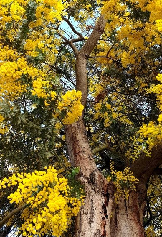 Cootamundra Wattle (Acacia baileyana ‘Purpurea’)