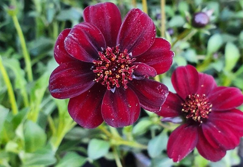 12 Gorgeous Varieties Of Flowers That Look Like Dahlias 10 Cosmos astrosanguineus