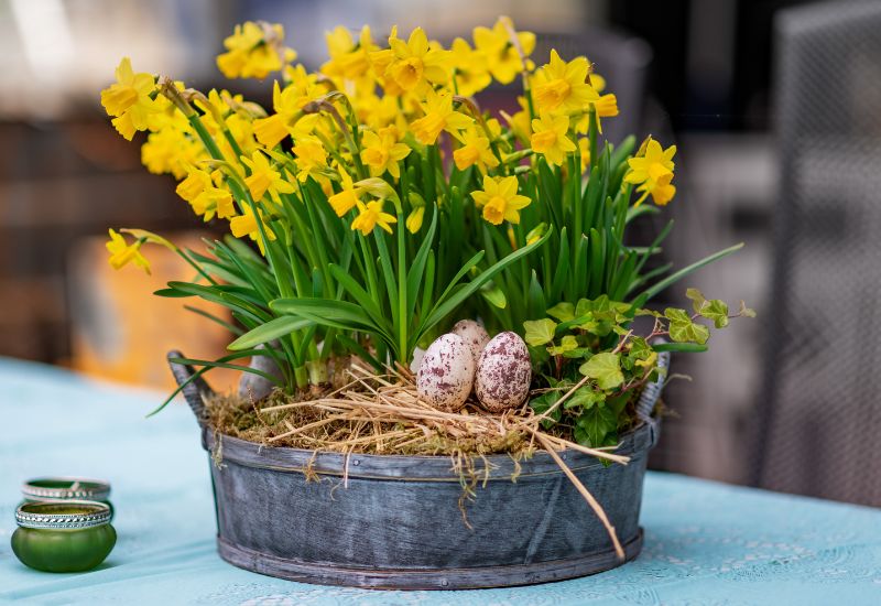 Daffodils in a large pot