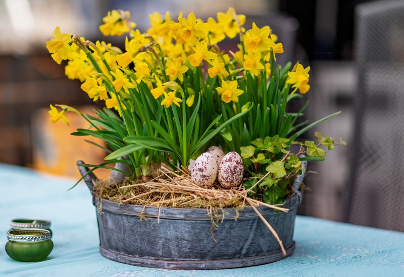 Daffodils in a large pot
