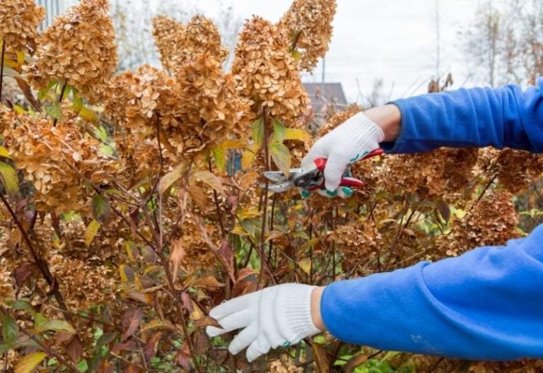 Deadheading Hydrangeas: When, Why & How to Cut off Dead Blooms, According to an Expert