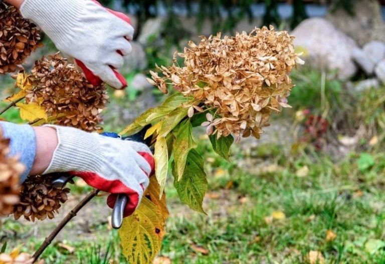 Deadheading Hydrangeas When, Why & How to Cut off Dead Blooms