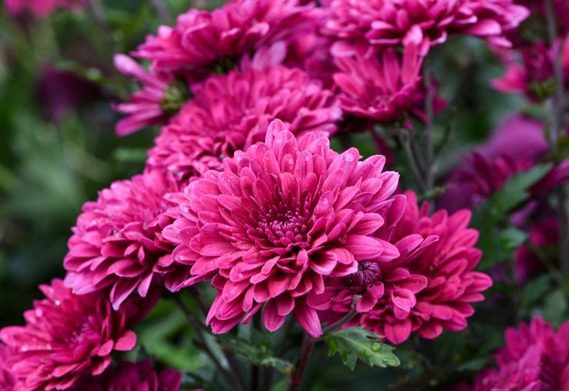 12 Gorgeous Varieties Of Flowers That Look Like Dahlias 6 Double Chrysanthemums