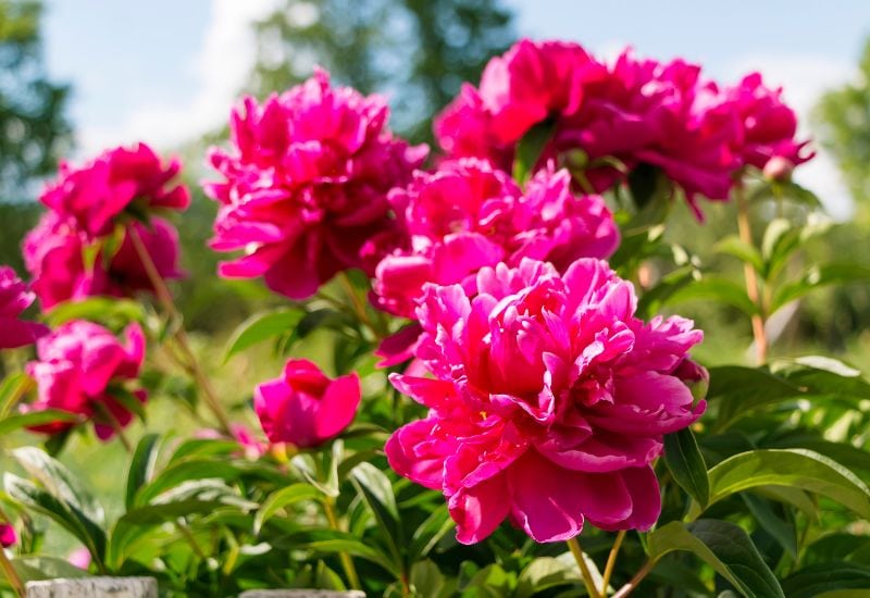 12 Gorgeous Varieties Of Flowers That Look Like Dahlias 2 Double Peonies