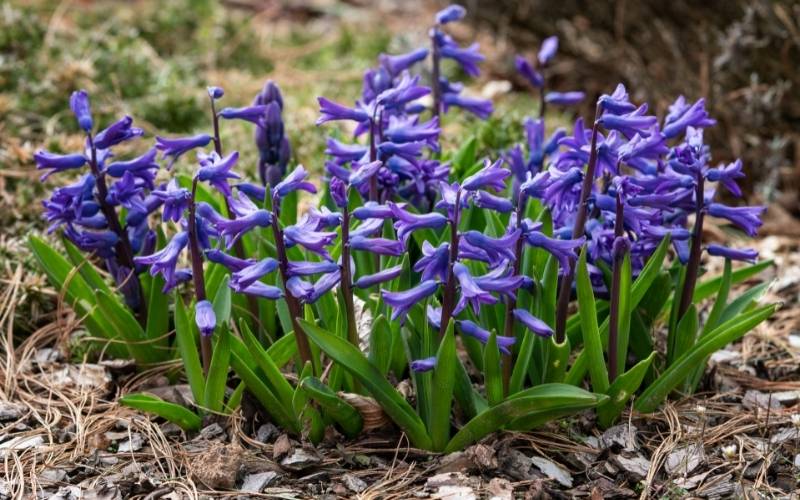 Dutch Hyacinth (Hyacinthus orientalism)