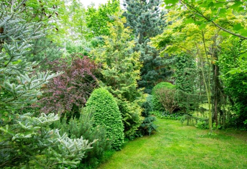 Dwarf Trees for Landscaping