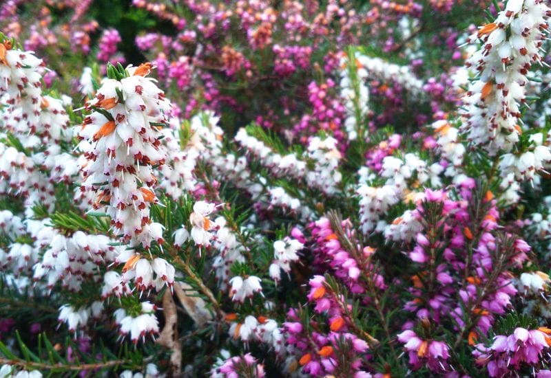 Erica carnea flowers (winter Heath) in the garden in early spring