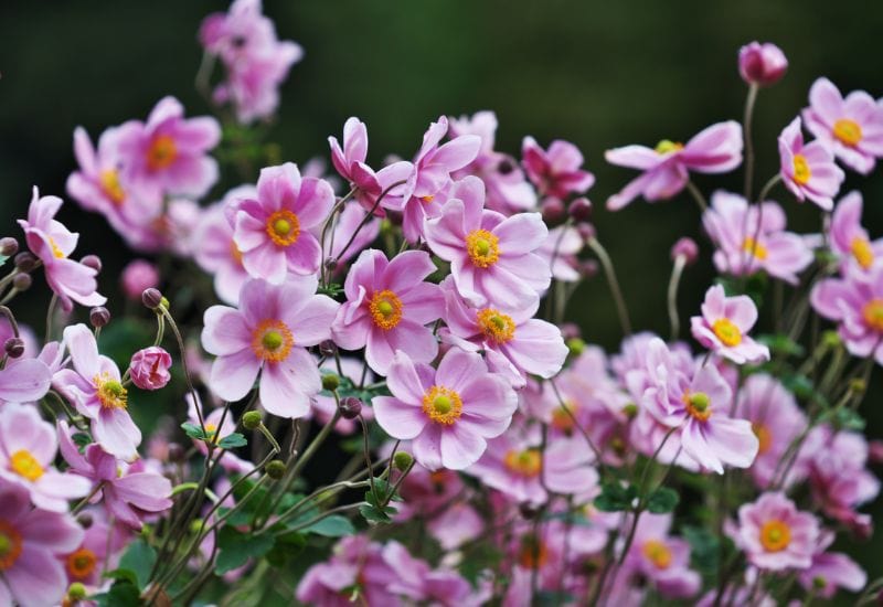 12 Gorgeous Varieties Of Flowers That Look Like Dahlias 11 Eriocapitella hupehensis