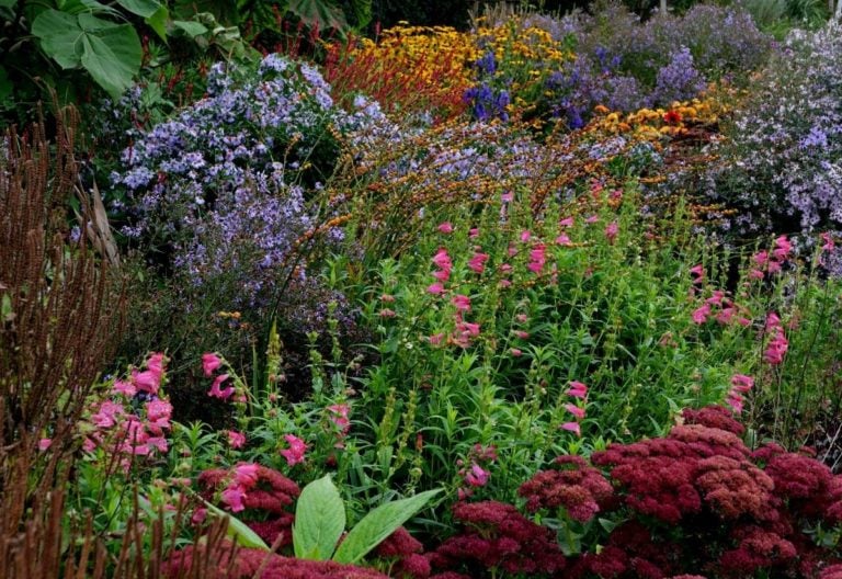 15 Stunning Fall-Blooming Perennial Flower To Give Your Autumn Garden An Instant Color Burst