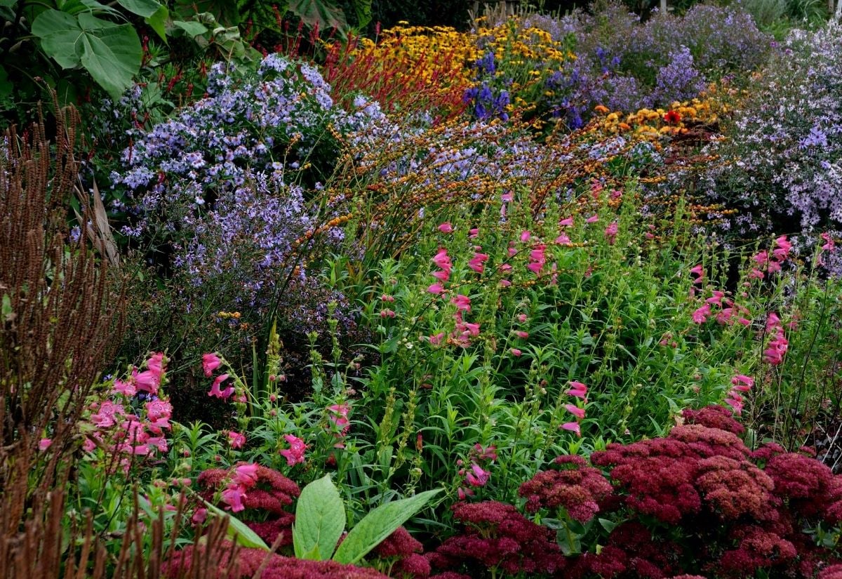 Fall-Blooming Perennial Flower To Give Your Autumn Garden An Instant Color Burst