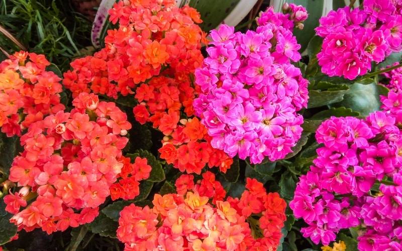 Flaming Katy (Kalanchoe blossfledliana)