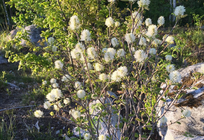 Fothergilla major