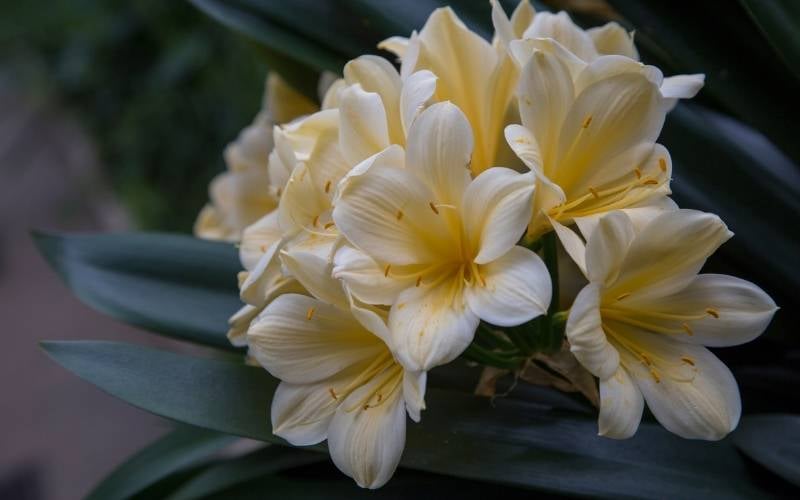Freesia (one of one of the most fragrant flowers)