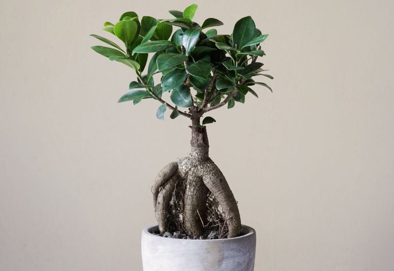 Ginseng Ficus