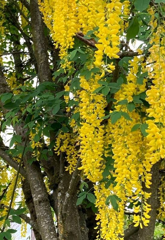 Golden Chain Tree (Laburnum x watereri ‘Vossii’)