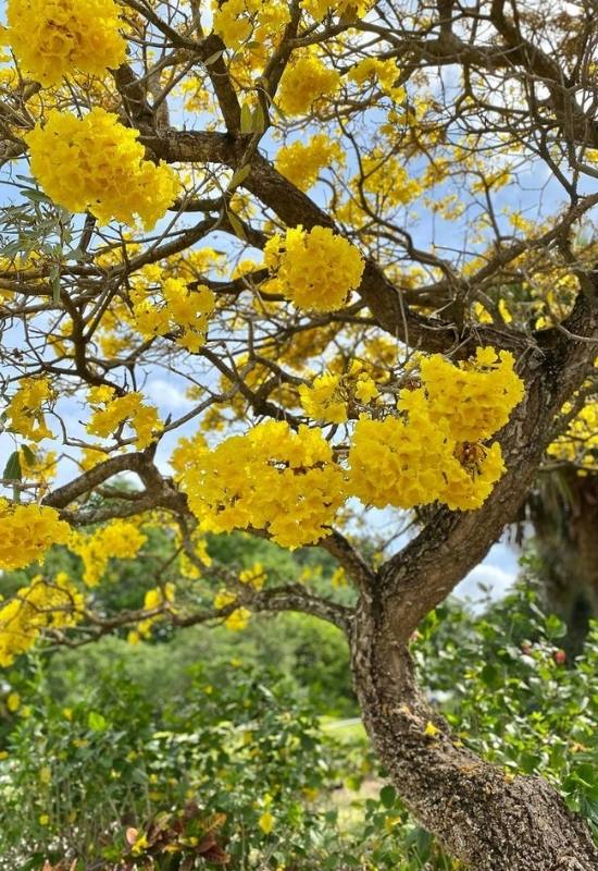 Golden Trumpet Tree (Tablebuia chrystotricha and Tablebuia umbellata)