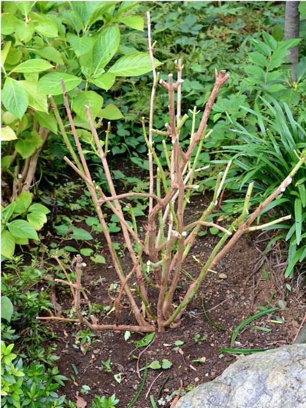 How To Care For Your Hydrangea After Transplanting It