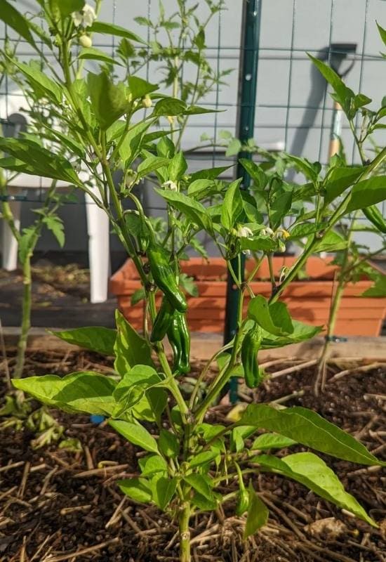 How To Grow Shishito Peppers