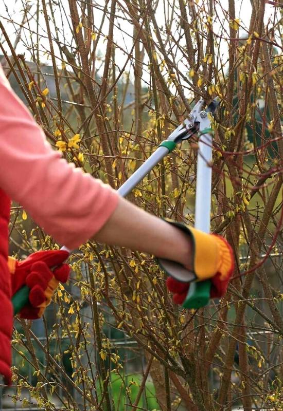 How To Work With Your Forsythia When Pruning It