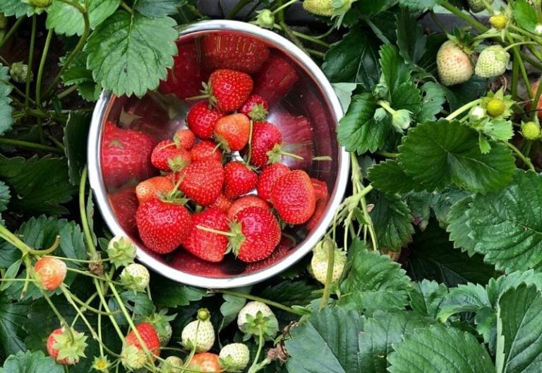 How to Grow The Best Everbearing Strawberries For A Continuous Harvest