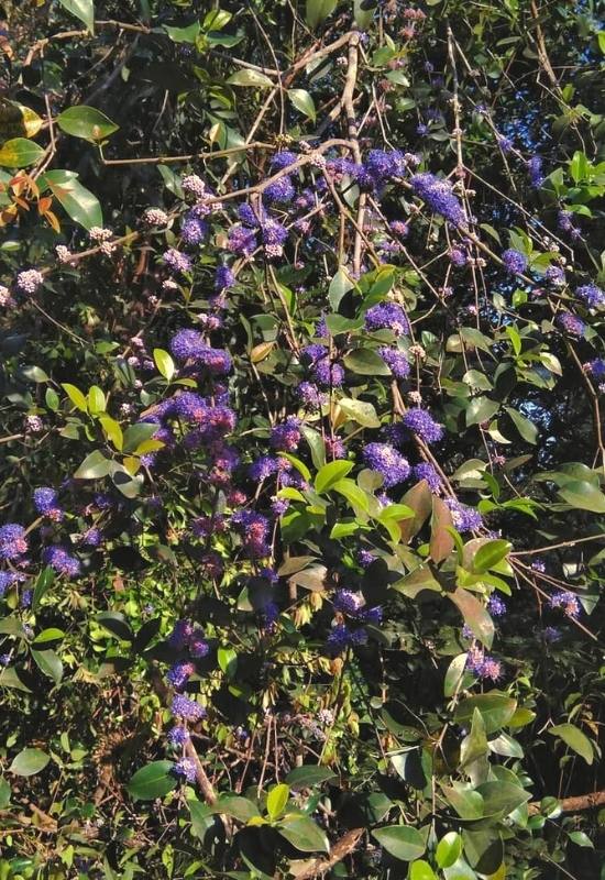 8 Stunning Ornamental Trees With Blue Flowers For Your Yard 7 Ironwood (Memecylon umbellatum)