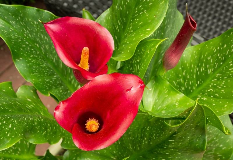 22 Magnificent Calla Lily Varieties To Add A Burst Of Summer Color In Your Garden 13 Majestic Red – Zantedeschia sp.