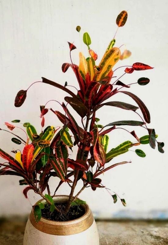 Mother and Daughter’ Croton (Codiaeum variegatum ‘Mother and Daughter’)