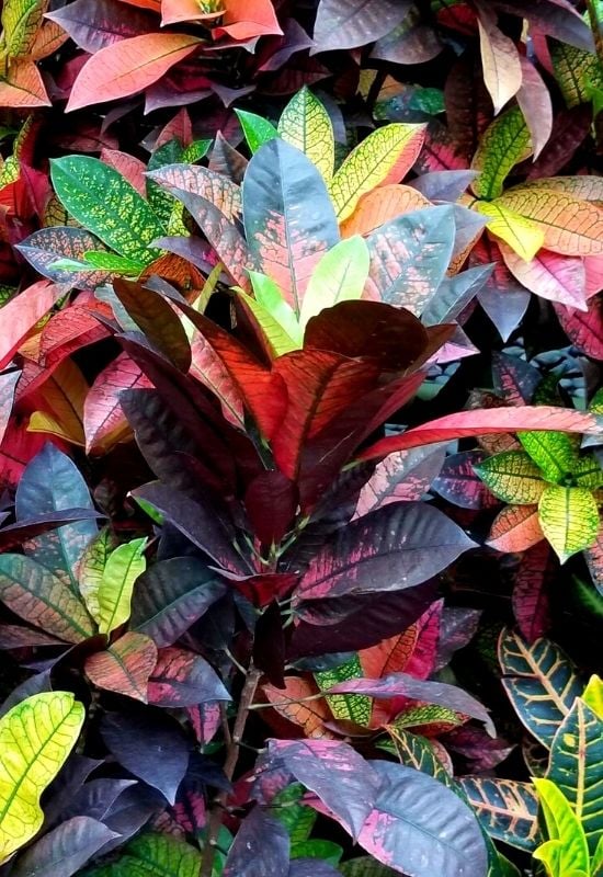 Mrs. Ice ton’ Croton (Codiaeum variegatum ‘Mrs. Ice ton’)