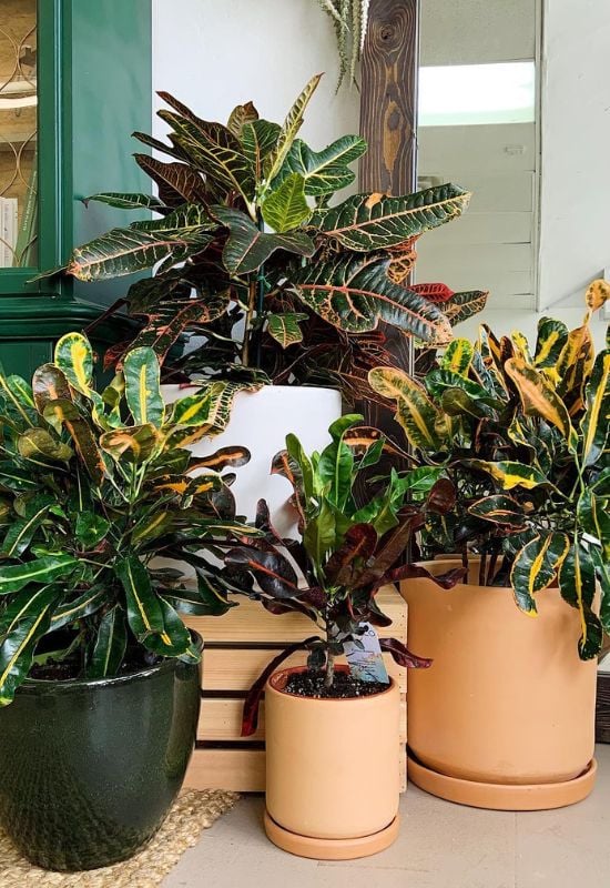 Oakleaf Croton’ (Codiaeum variegatum ‘Oakleaf’)