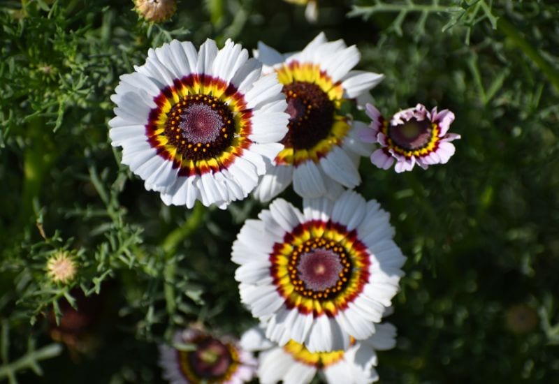 12 Gorgeous Varieties Of Flowers That Look Like Dahlias 13 Painted Daisy