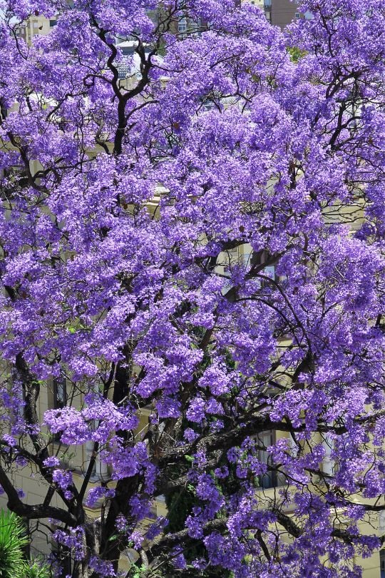 8 Stunning Ornamental Trees With Blue Flowers For Your Yard 6 Paulownia tomentosa