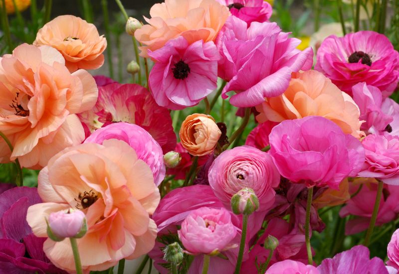 12 Gorgeous Varieties Of Flowers That Look Like Dahlias 8 Persian buttercups