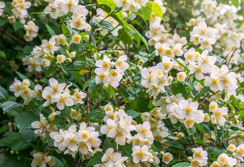 Philadelphus coronarius