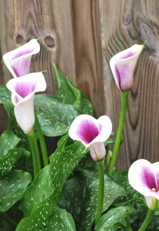 22 Magnificent Calla Lily Varieties To Add A Burst Of Summer Color In Your Garden 19 Picasso® Calla Lily