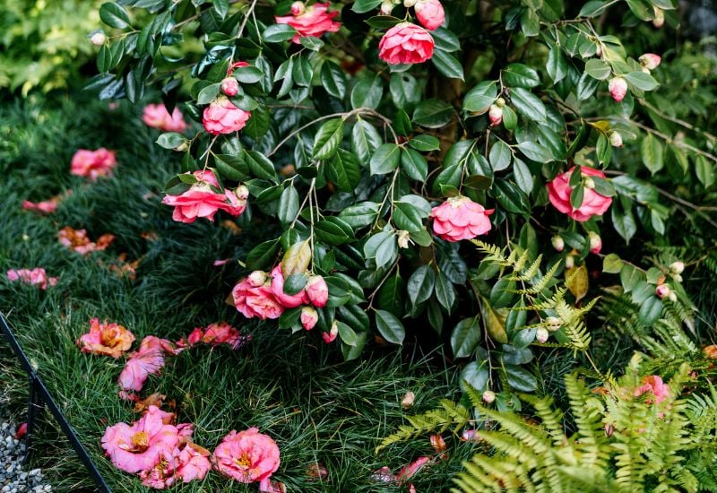 Pink Camellia flower on a bush with dark green leaves