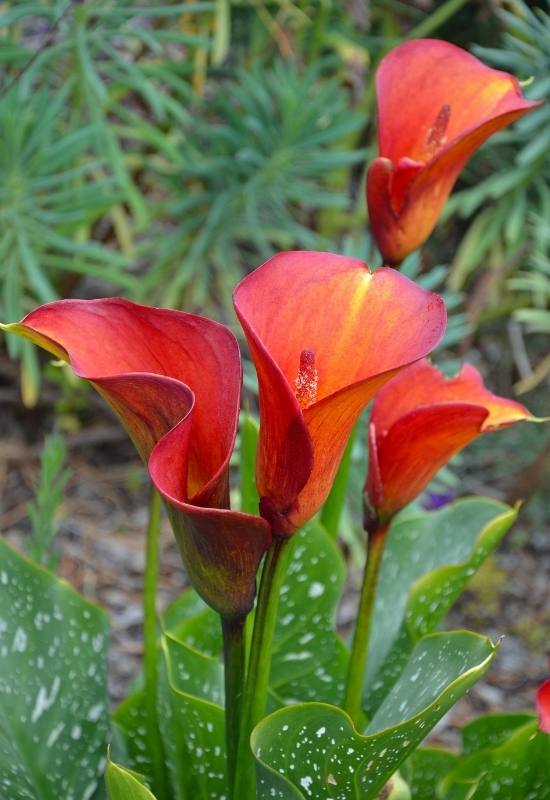 Red Alert Calla Lily – Zantedeschia sp.