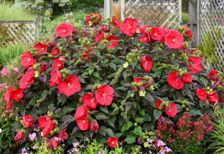 15 Red Flowering Shrubs and Bushes for Brightening up Your Landscape