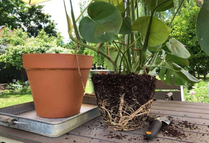 Solution Change Your Monstera Soil